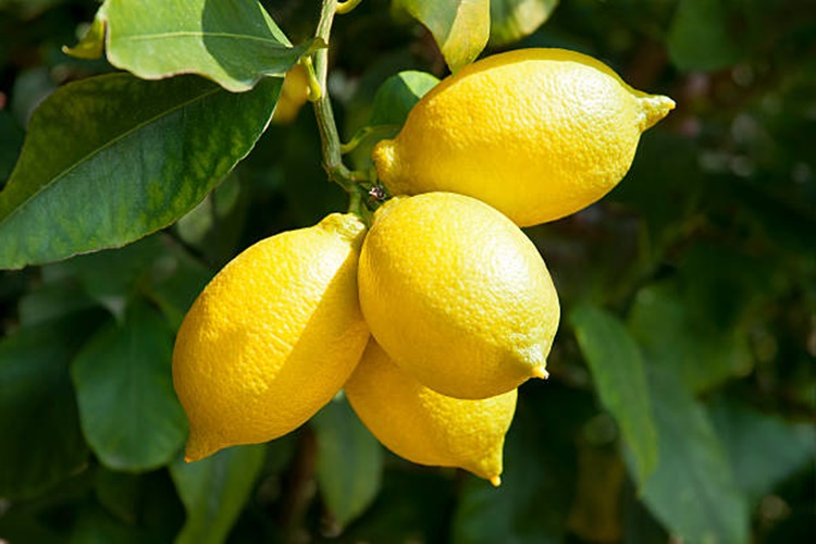 Limon Bitleri Öldürür Mü?