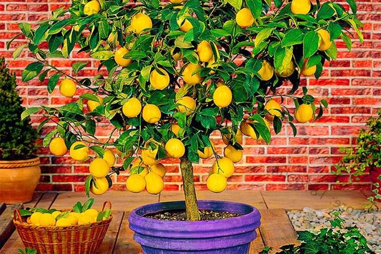 Limon Çekirdeği Nasıl Ekilir?