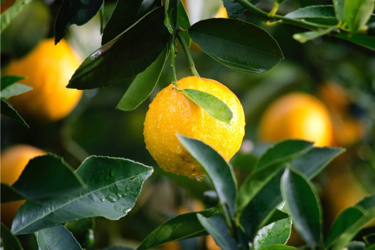Limon Fidanı Ne Zaman Budanır?