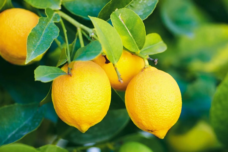 Limon Gaz Yapar Mı?