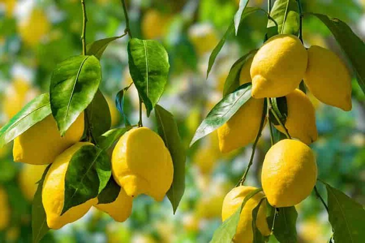 Limon Hangi Ayda Toplanır?
