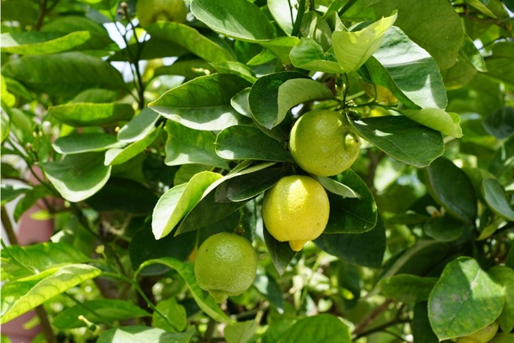 Limon Kalem Aşısı Ne Zaman Yapılır?