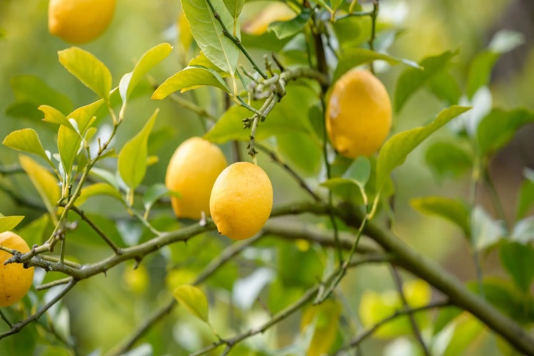 Limon Kan Sulandırır Mı?