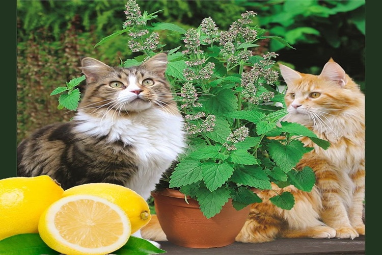 Limon Kedilere Zararlı Mı?