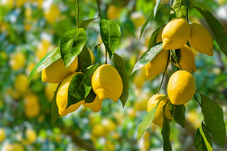 Limon Kilo Aldırır Mı?