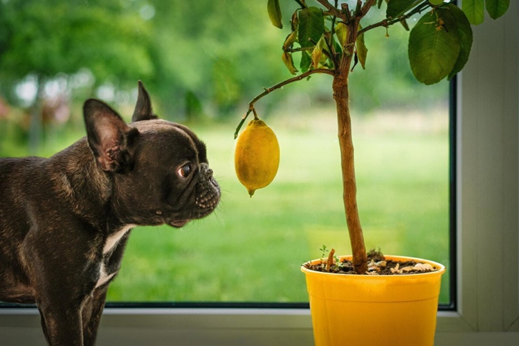 Limon Köpeklere Zararlı Mı?