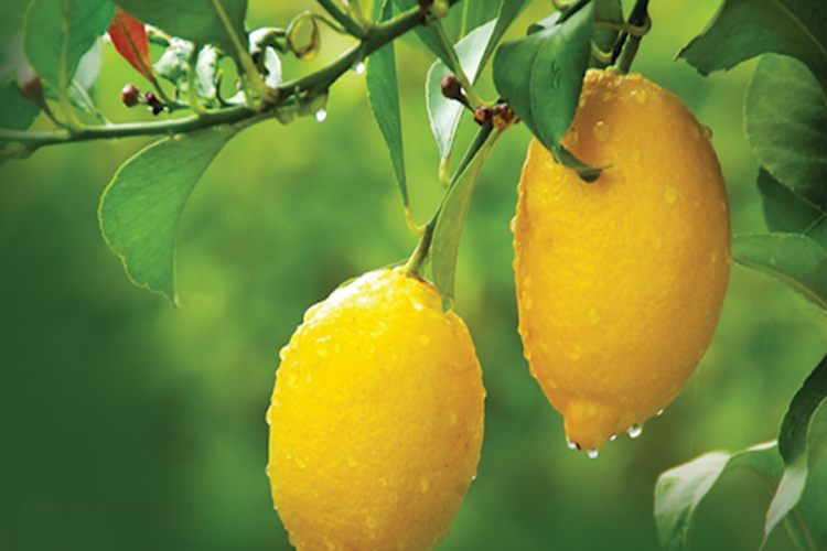 Limon Nerede Meşhur?