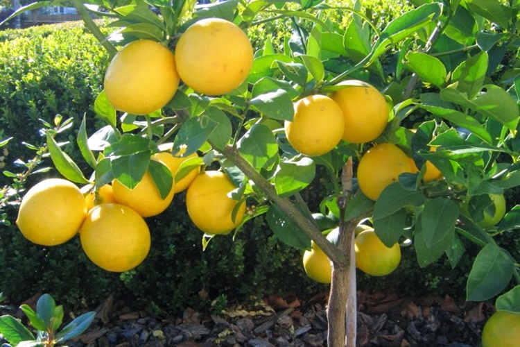 Limon Nerede Yetişir?