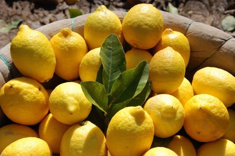 Limon Suyu Kireçlenmeye İyi Gelir Mi?