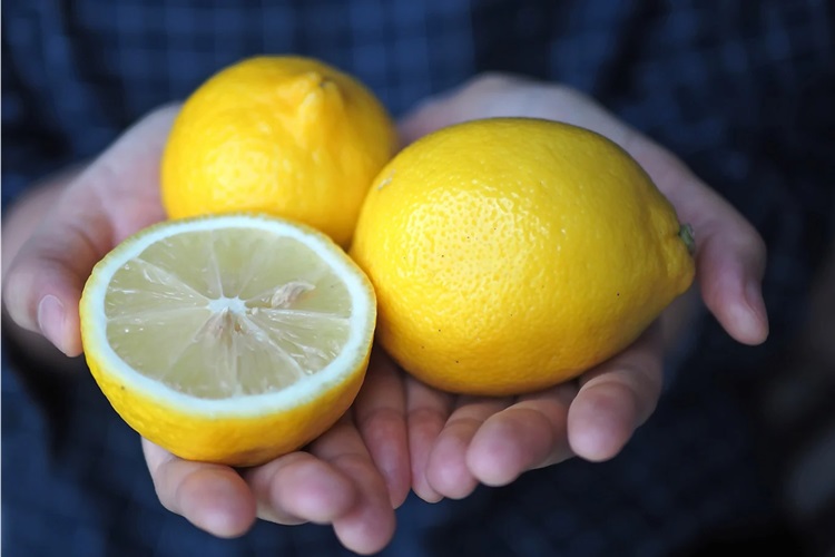 Limon Tohumu Kaç Günde Çimlenir?