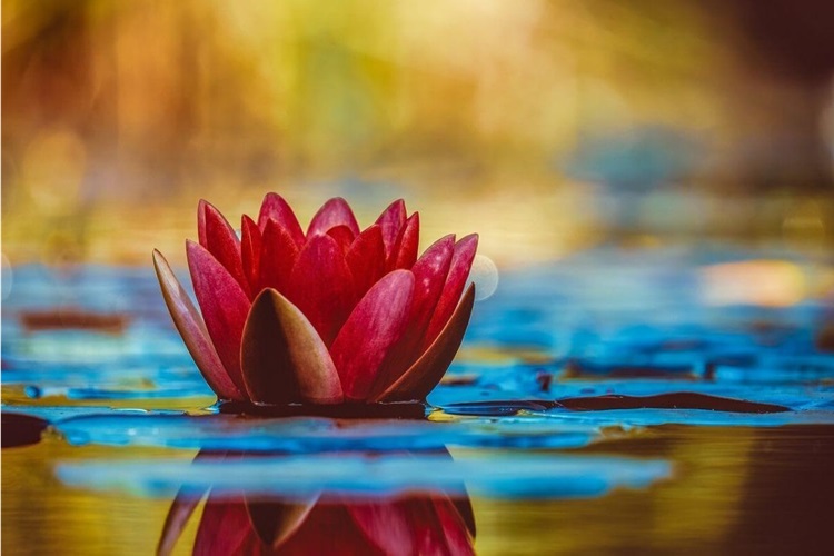 Lotus Çiçeği Tohumu Nasıl Ekilir?