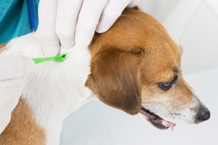 Lyme Aşısı Köpeklere Yapılır Mı?