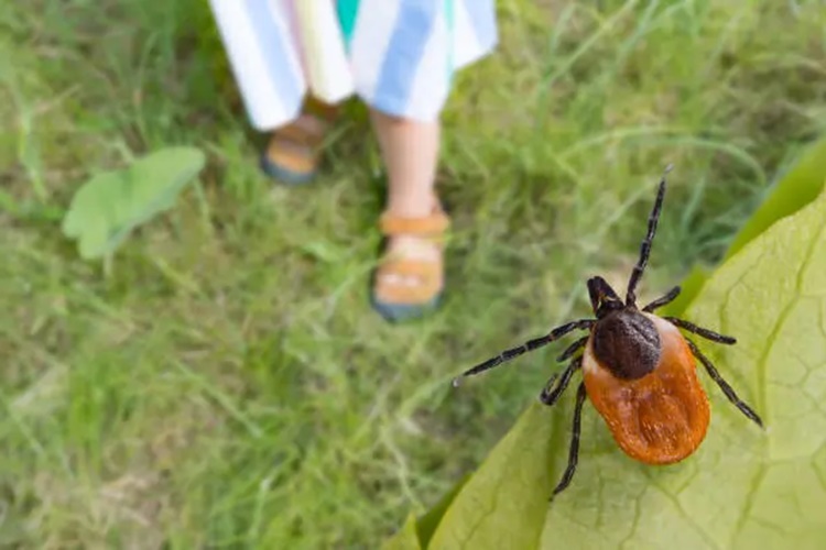 Lyme Bakterisi Nasıl Anlaşılır?