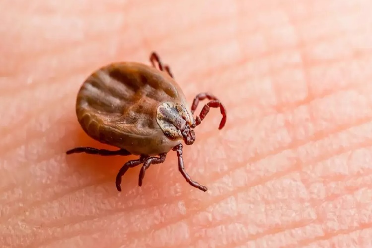 Lyme Bakterisi Nedir?