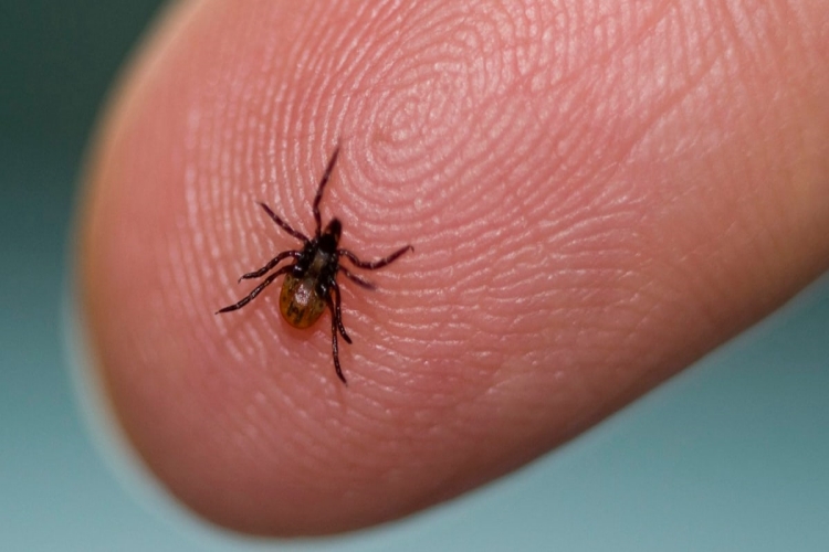 Lyme Öldürür Mü?