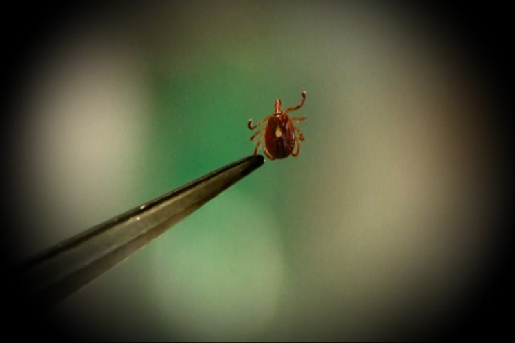 Lyme Virüsü Nasıl Bulaşır?