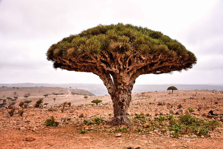 Madagaskar Dragon Ağacı Yaprakları Neden Sararır?