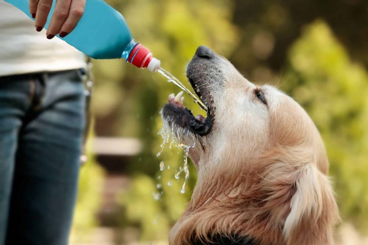Maden Suyu Köpeklere Zararlı Mı?