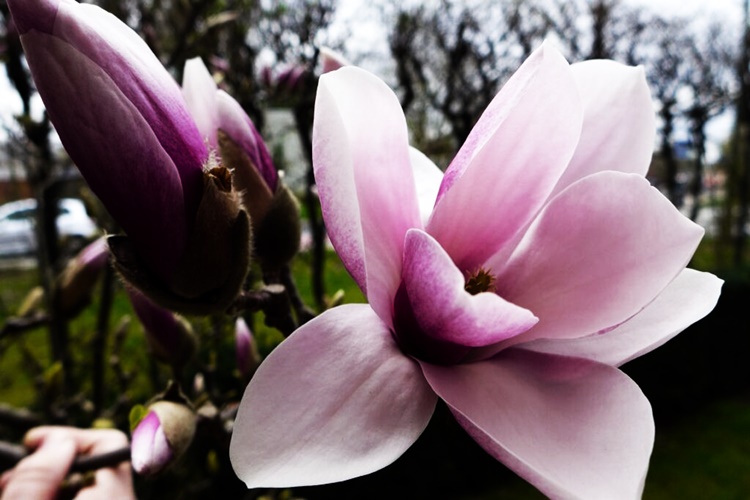 Magnolia Çiçeği Nasıl Kurutulur?