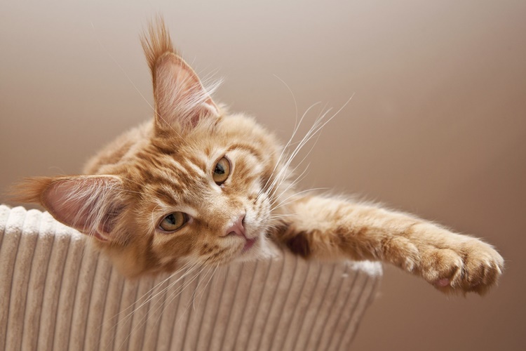 Maine Coon Kedisi Özellikleri Nelerdir?