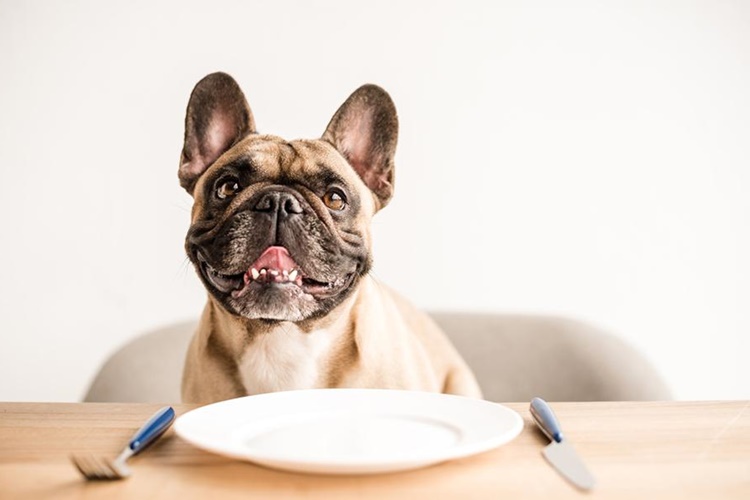 Makarna Köpeklere Zararlı Mı?