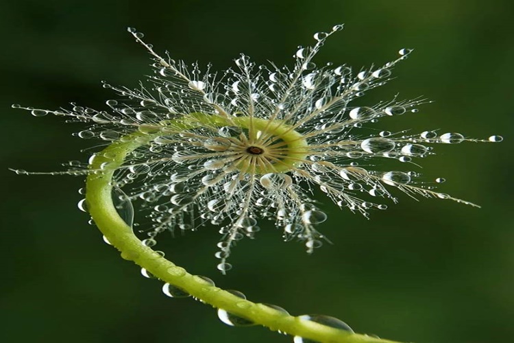 Makro Fotoğraf Ekipmanları Nelerdir?