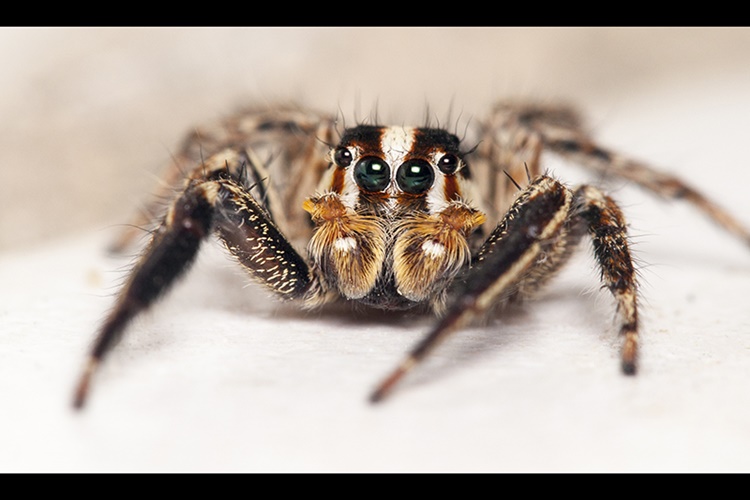 Makro Fotoğraf Nedir? Nasıl Çekilir?