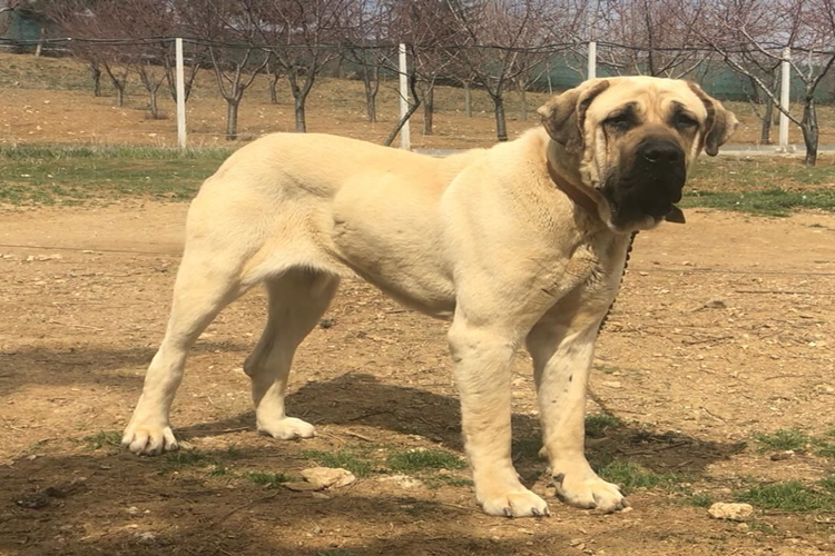Malaklı Köpek Fiyatı 2023 Ne Kadar?