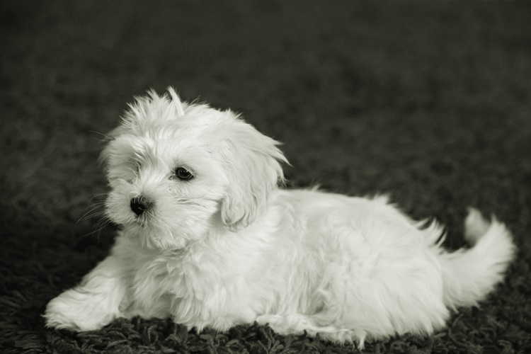 Maltese Köpek Fiyatı 2023 Ne Kadar?