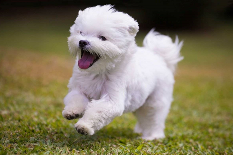Maltese Köpek Fiyatı 2023 Ne Kadar?