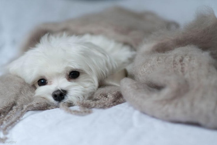 Maltese Terrier Evde Yalnız Kalabilir Mi?