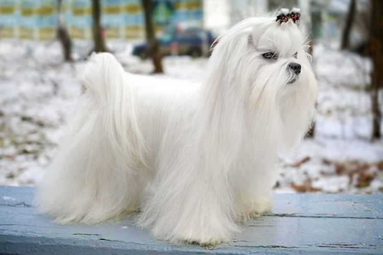 Maltese Terrier Nasıl Eğitilir?