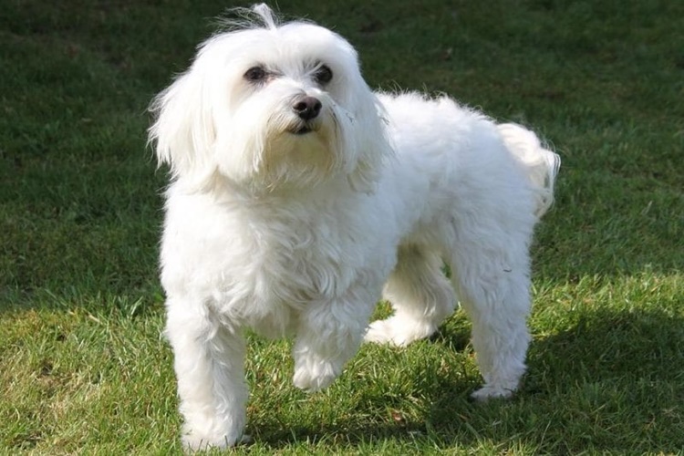 Maltese Terrier Renk Değiştirir Mi?