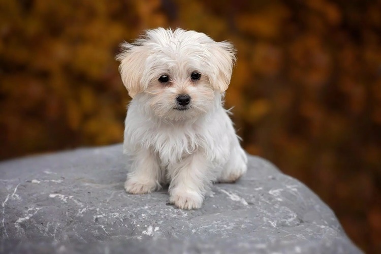 Maltese Terrier Soğuğa Dayanıklı Mıdır?