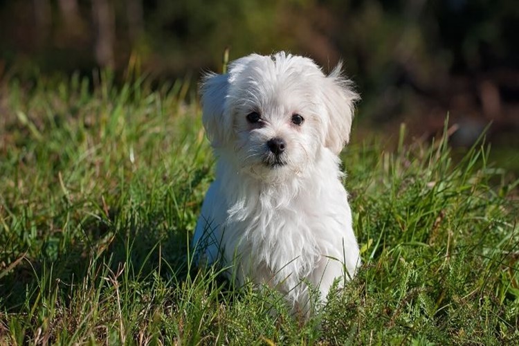 Maltese Terrier Tüy Döker Mi?