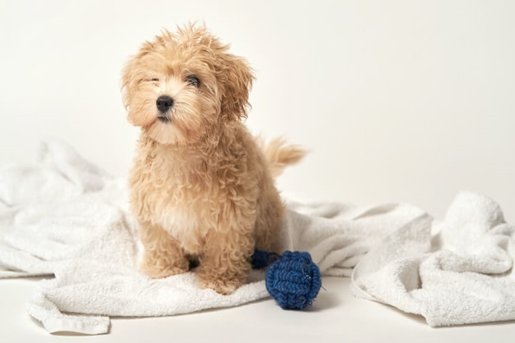 Maltipoo Cinsi Köpek Fiyatları Nedir?