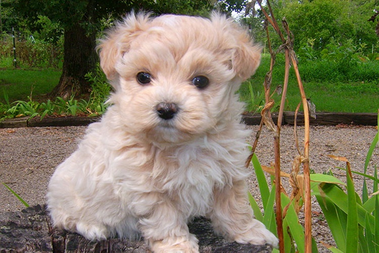 Maltipoo Köpek Çok Havlar mı? 