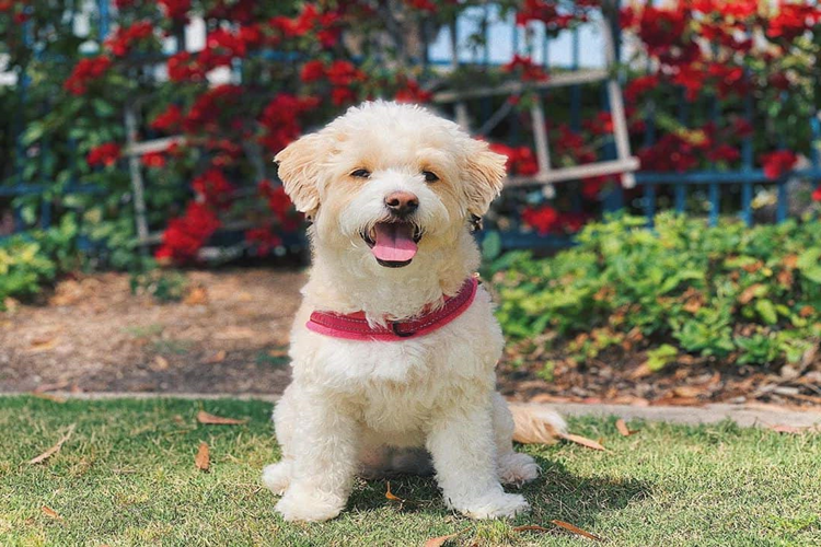 Maltipoo Köpek Fiyatı 2023 Ne Kadar?