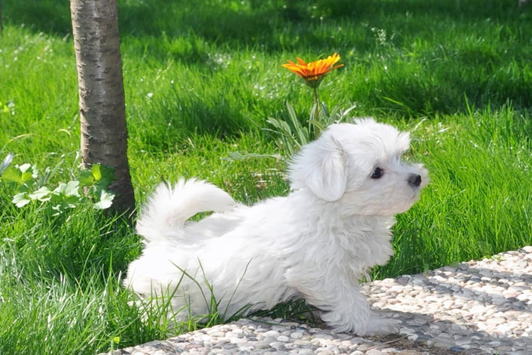Maltipoo Köpek Ne Kadar Büyür?