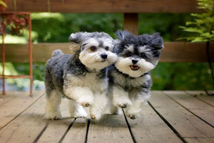 Maltipoo Köpek Ne Yer?