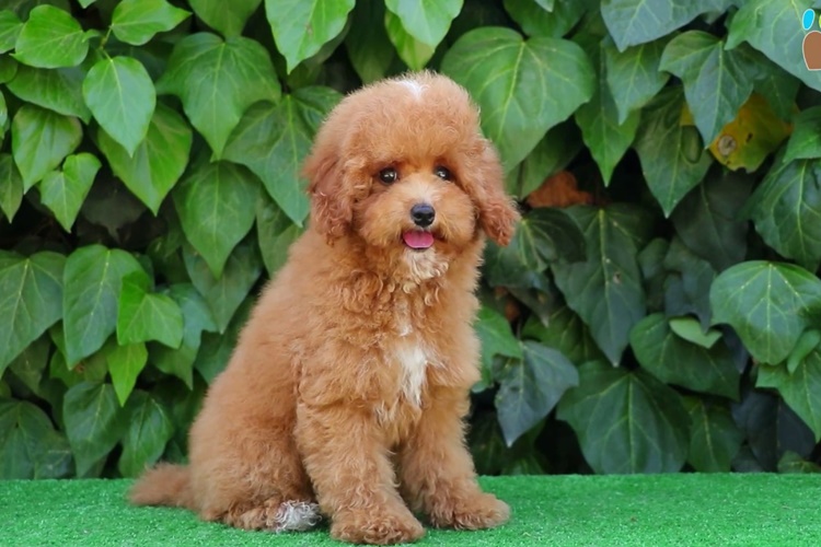 Maltipoo Köpek Tuvalet Eğitimi Nasıl Öğretilir?