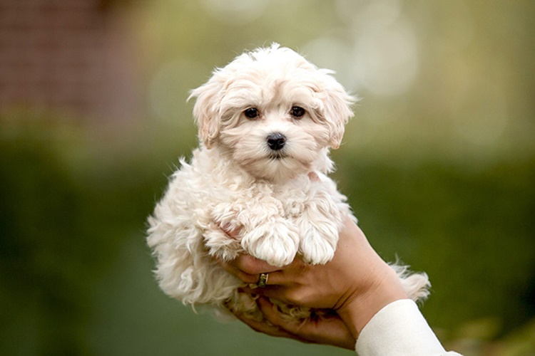 Maltipoo Köpek Tüy Döker mi?