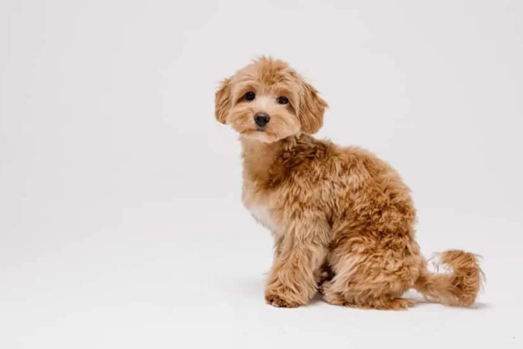 Maltipoo Köpeklerin Bakımı Nasıldır?