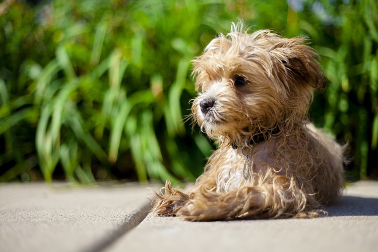 Maltipoo Soğuğa Dayanıklı Mıdır?
