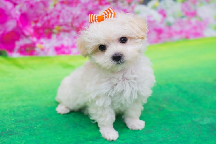 Maltipoo Yavru Köpek Bakımı Nasıl Olur?
