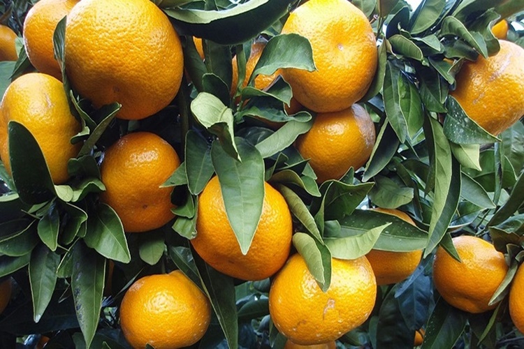 Mandalina Ağacı Neden Kurur?