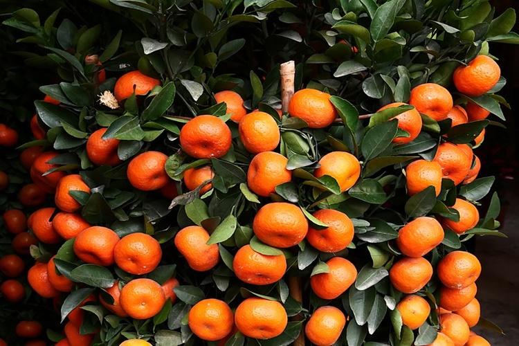 Mandalina Hangi Ayda Çıkar?