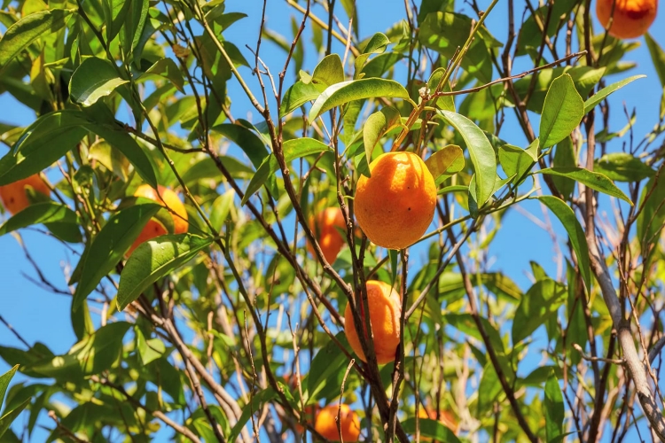 Mandalina Kilo Aldırır Mı?