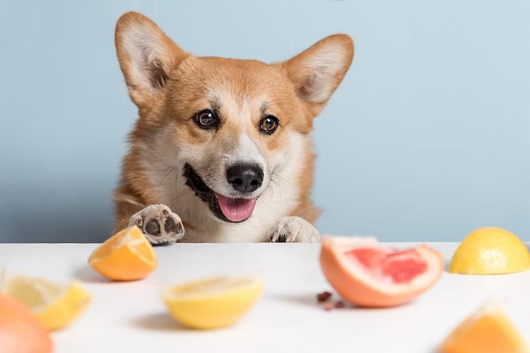 Mandalina Köpeklere Zararlı Mı?