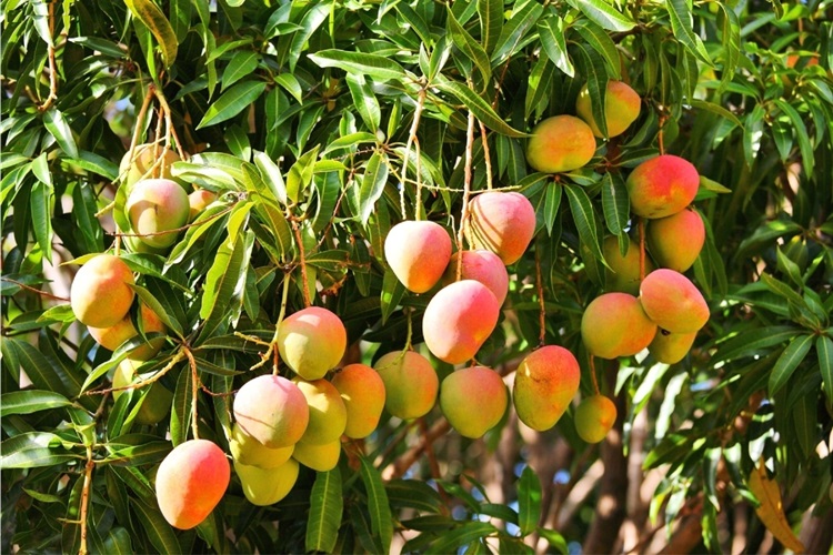Mango Kaç Günde Çimlenir?